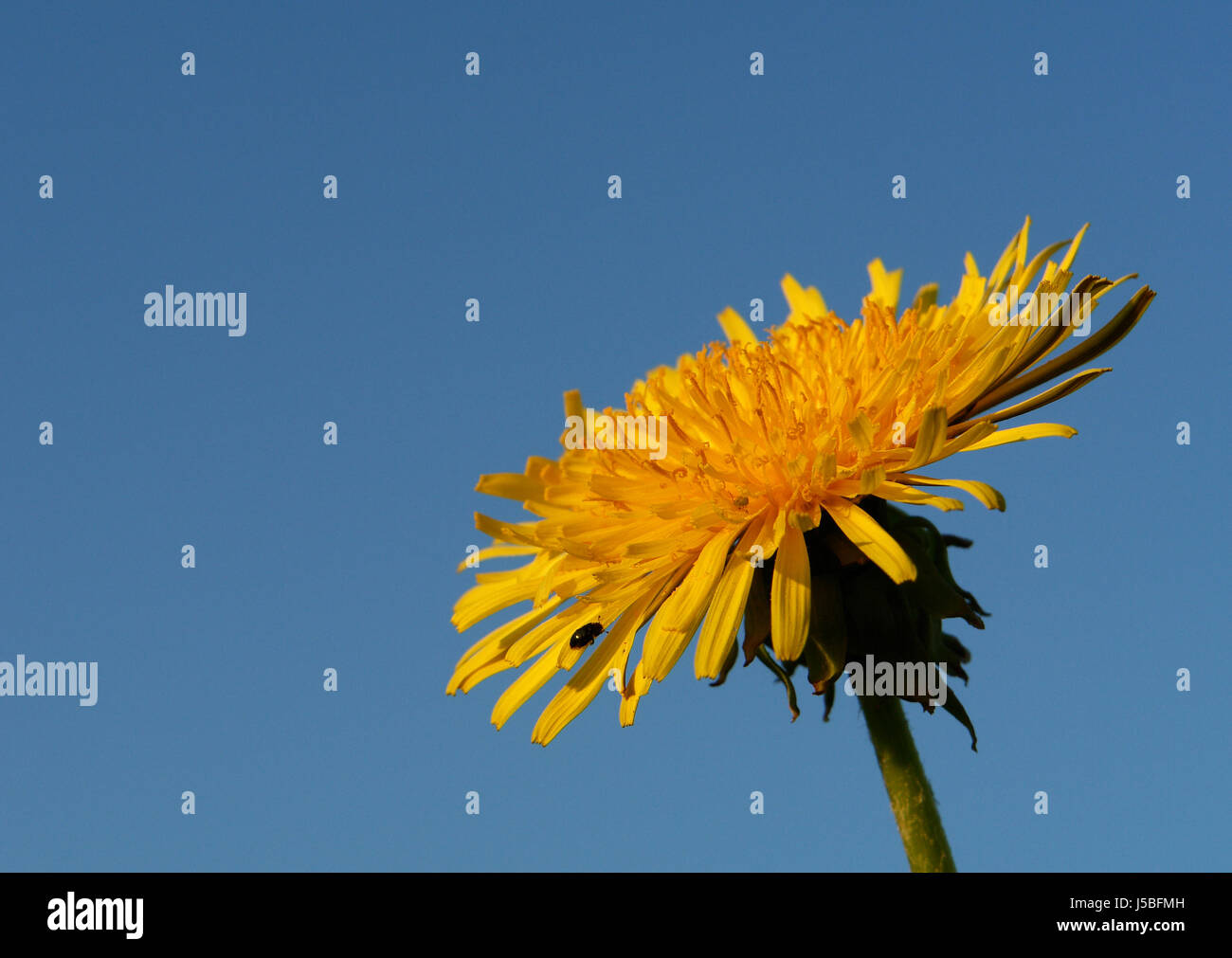 Löwenzahn Stockfoto