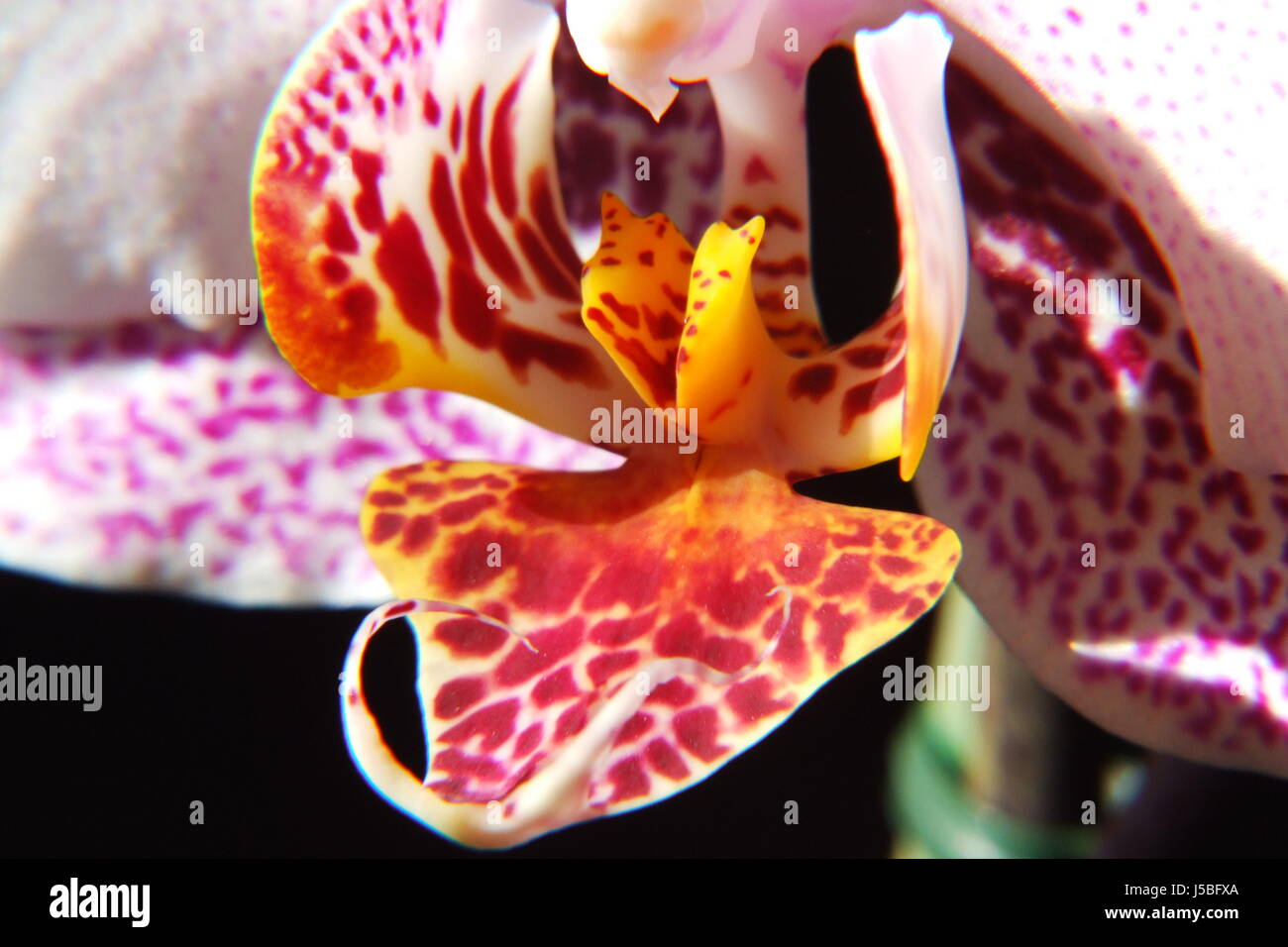 Orchidee Makro Stockfoto