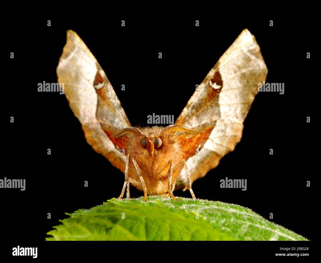 Mond-Fleckenspanner 3 Stockfoto