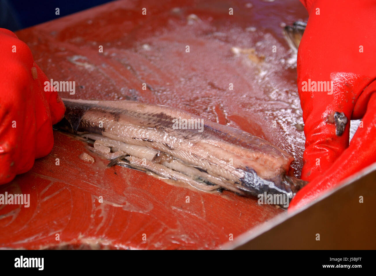 Nahrungsmittel Fisch Holland Küste Fischer Fischerei Meeresfrüchte Hering Zubereitung von Speisen Stockfoto