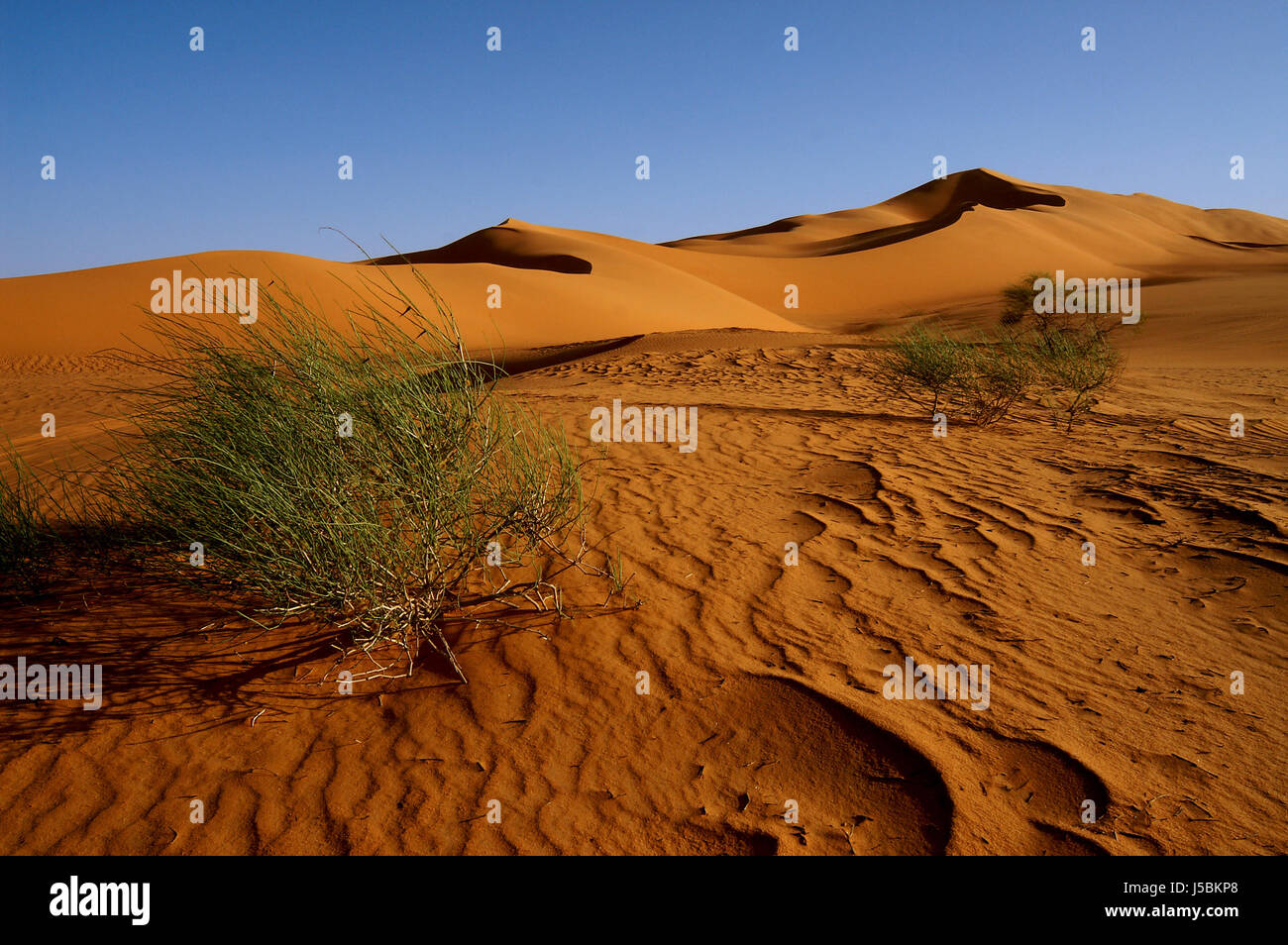 grüne Afrika Libyen Abend Strauch Dünen Busch trockenen Wüstenlandschaft ausgetrocknet Stockfoto