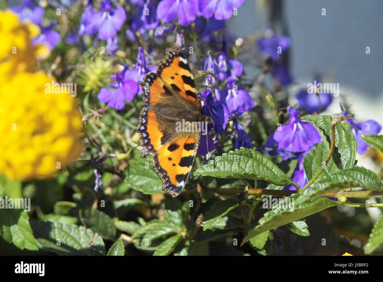 kleiner Fuchs 2 Stockfoto