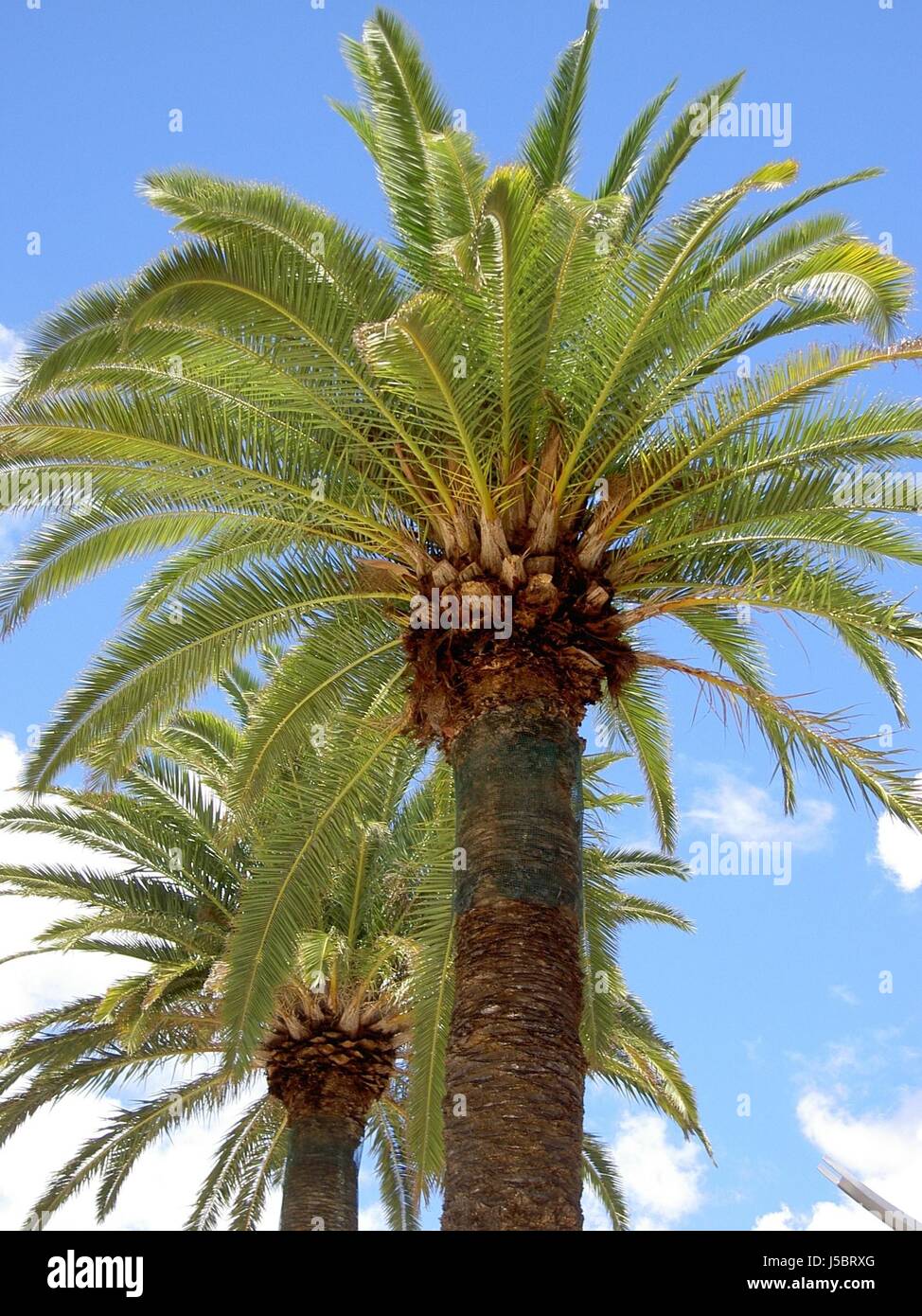 blau grün braun bräunlich Brünette Flora Sommer Palmen sommerlich Palme Stockfoto