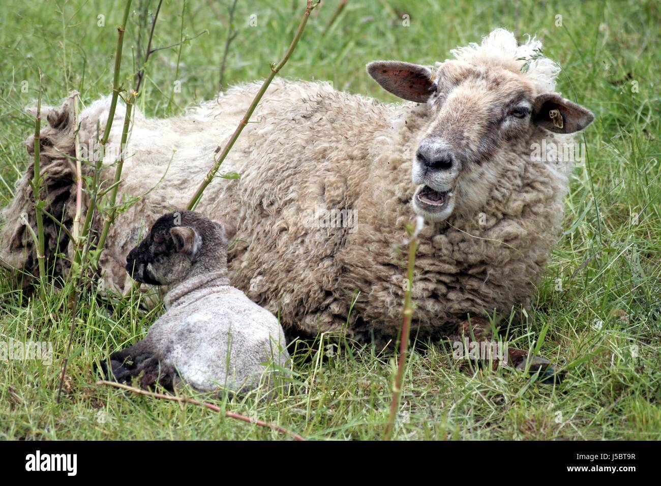 Lügen Sie Lügen Lügen Haut Schafe Wolle Hund deutsche Sheperd deutschen Sheperd Hund Mutter Mutter Stockfoto