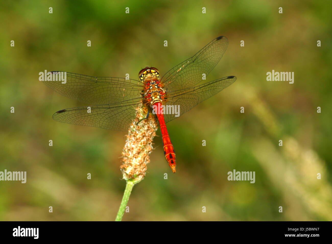 warten warten Insekt Tieraugen Flügel Libelle sitzt wartet setzen sitzen sit Stockfoto