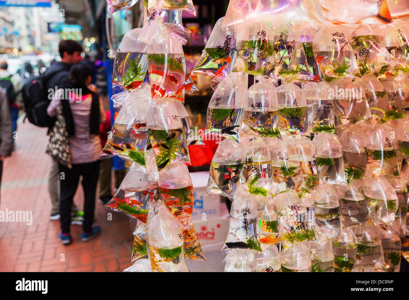 Hong Kong, Hong Kong - 10. März 2017: Goldfisch-Markt in Kowloon, Hong Kong, mit unbekannten Menschen. Es ist ein beliebter Ort für Touristen Stockfoto