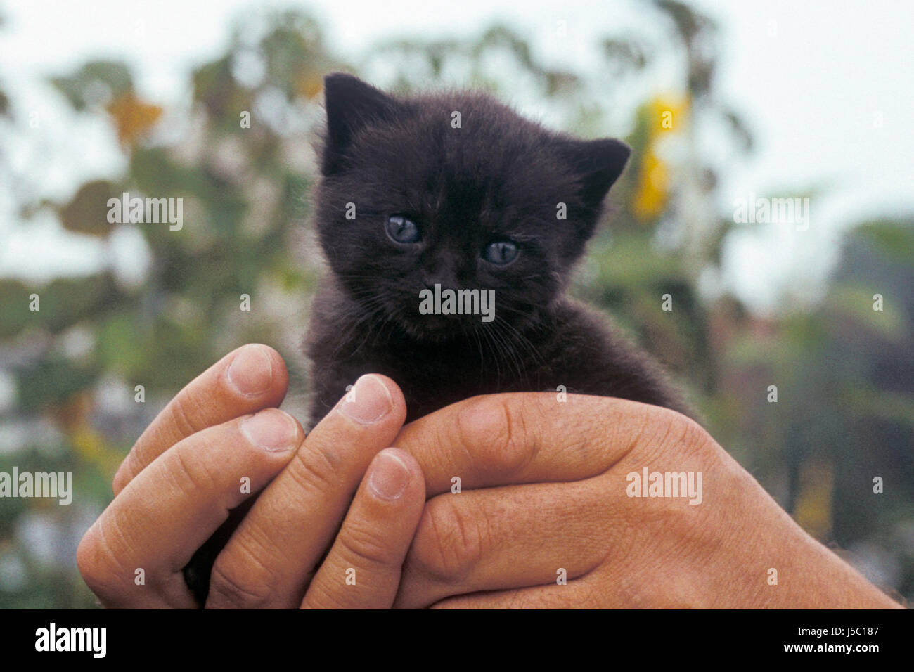 Schwarzes Baby Katze Stockfotografie Alamy