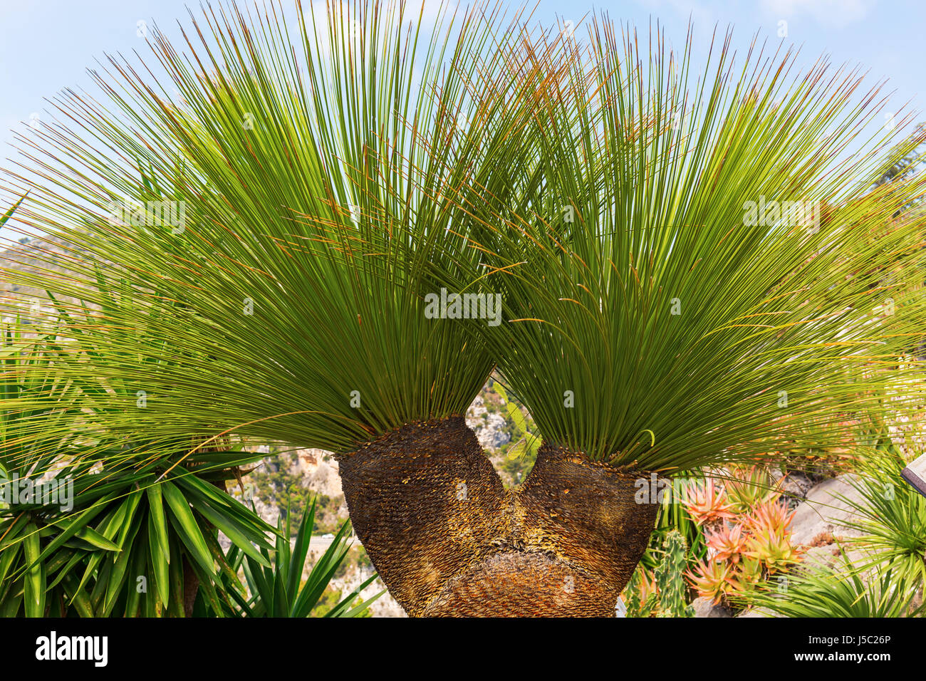 Eze, Frankreich - 4. August 2016: Exotique Anlage im Garten Exotique in Eze, Südfrankreich. Eze ist weltweit berühmt für den Blick auf das Meer vom Hügel t Stockfoto