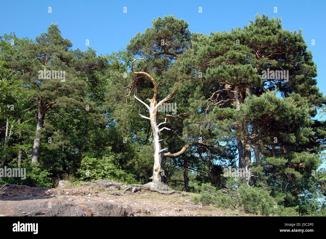 Baum Bäume Kiefer Wanderung Wandern Wanderung Rock Naturschutzgebiet Nadelwald Stockfoto