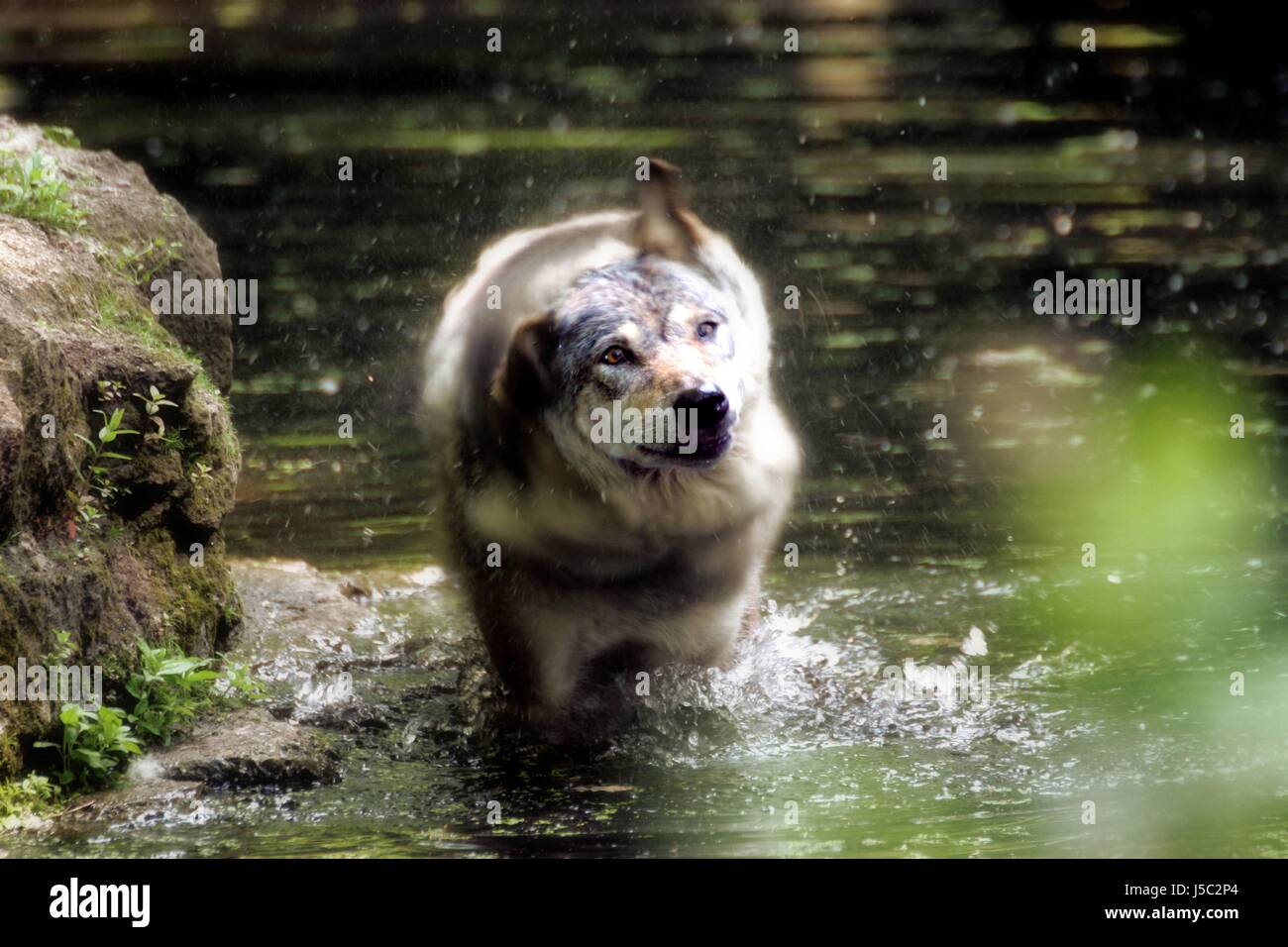 Augen Ohren rock nasse Wäsche waschen Wolf Schnauze, die Wölfe Abkühlung Badegewässern schütteln Stockfoto