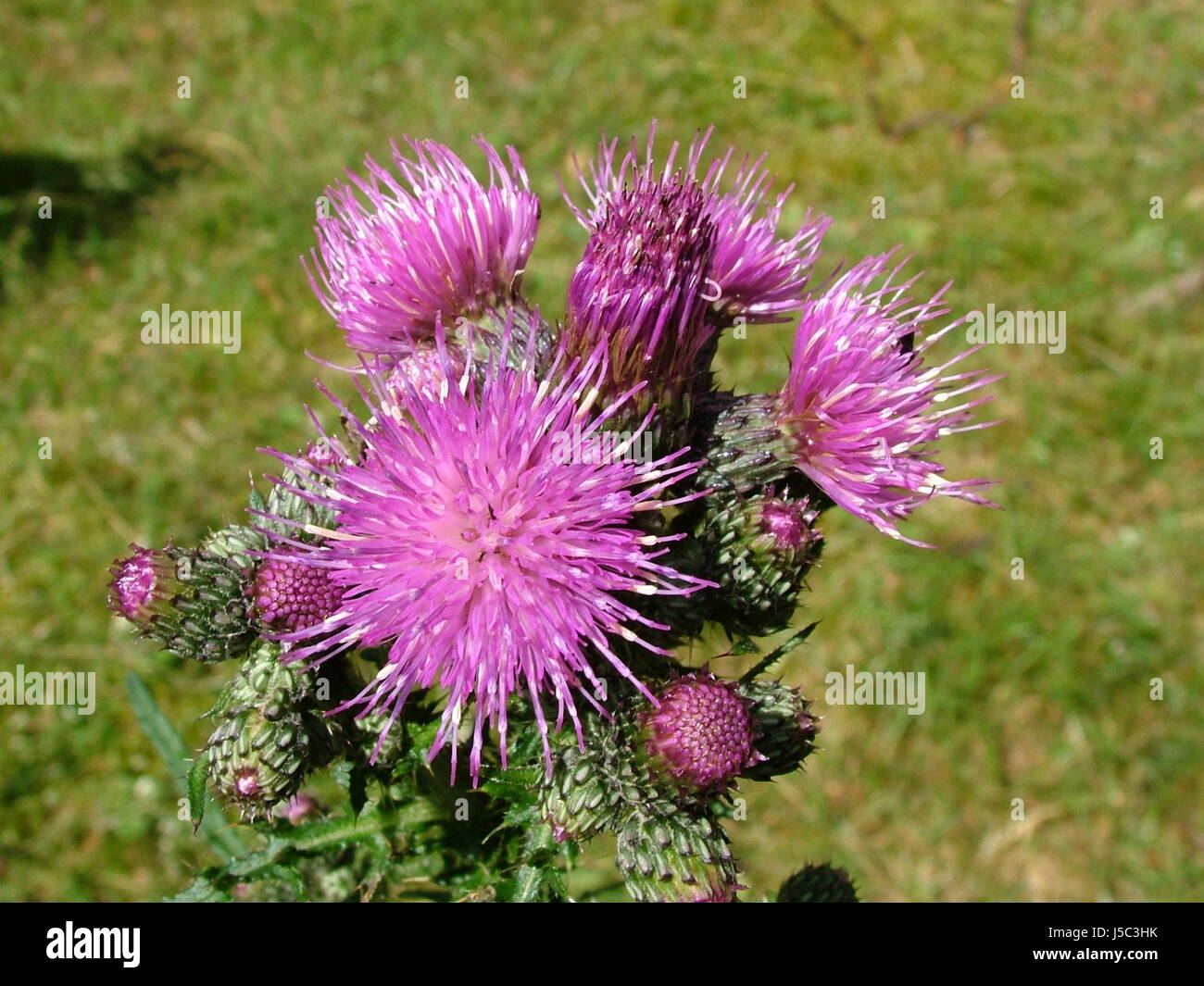 Blüte Blüten blühen blühenden lila Unkraut Distel stachelige Magenta Heide Stockfotografie Alamy