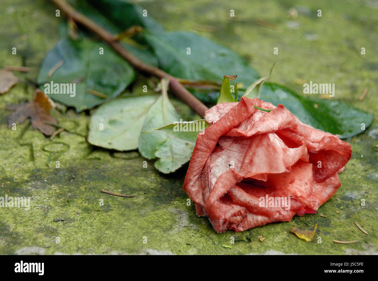 Tod sterben Blume rose Pflanze traurig Friedhof Grabstein Grabstein Trauer Trauer Stockfoto