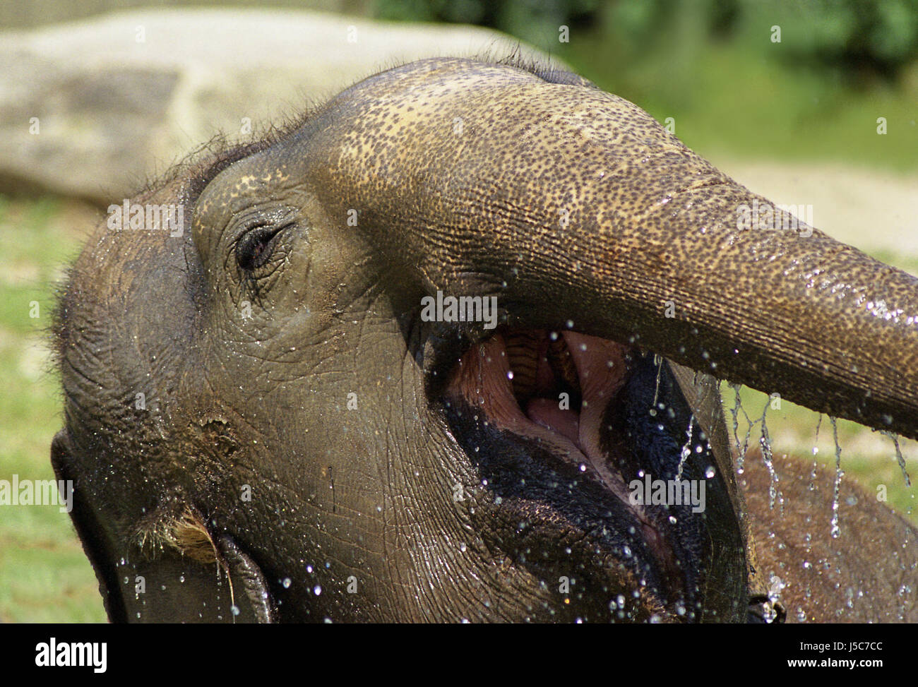 Elefantenaugen Stockfotos und -bilder Kaufen - Alamy