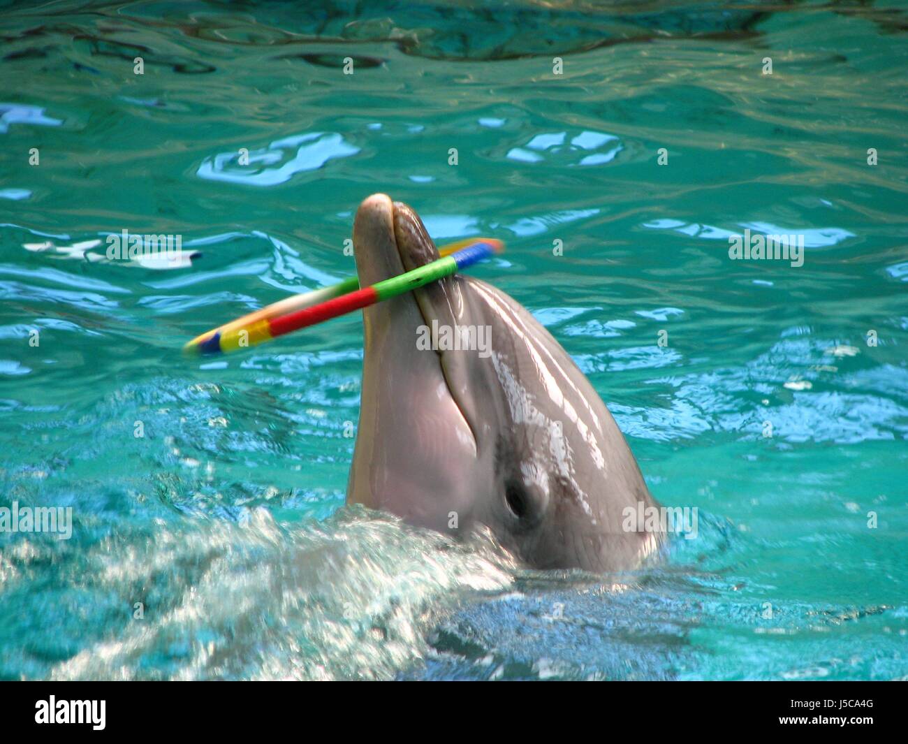 Delphin 2 Stockfoto