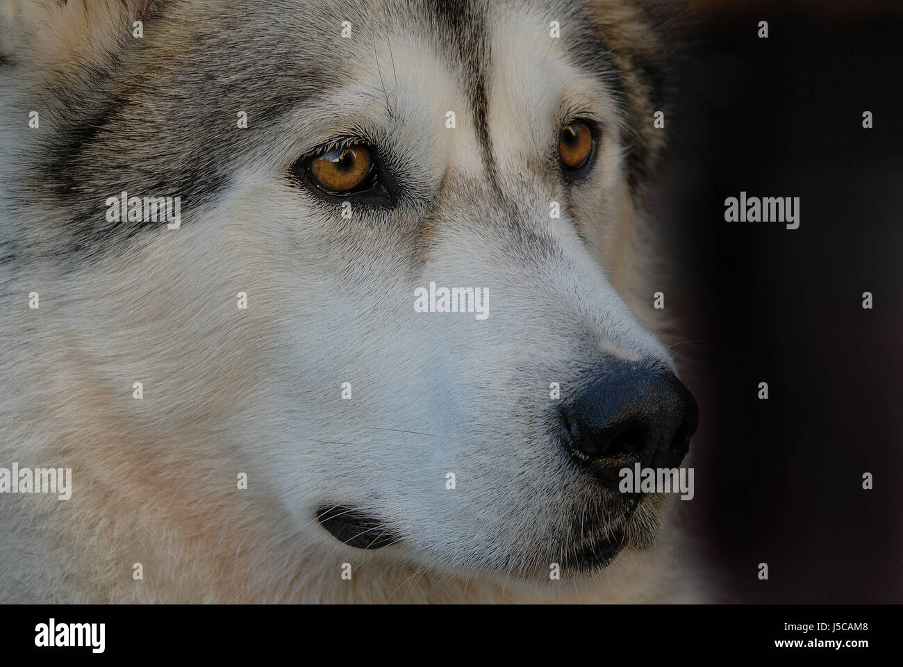 Haustier Blick Blick Blick spähen betrachten Hund husky Alaskan sehen Stockfoto