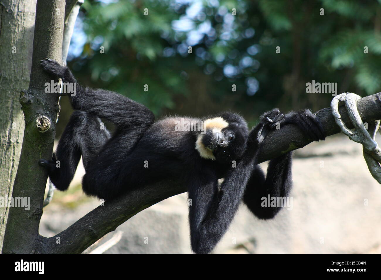 Säugetier Affe schwarz dunkelhäutigen kohlschwarze tiefschwarze hängen Aufstieg Klettern Klettern aufsteigen Stockfoto