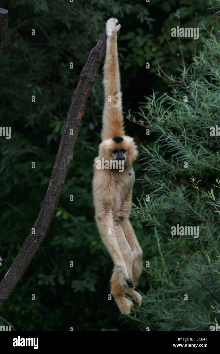Säugetier Affe hängen Aufstieg Aufstieg Aufstieg Aufstieg bergauf Lauffläche kraxeln gibbon Stockfoto