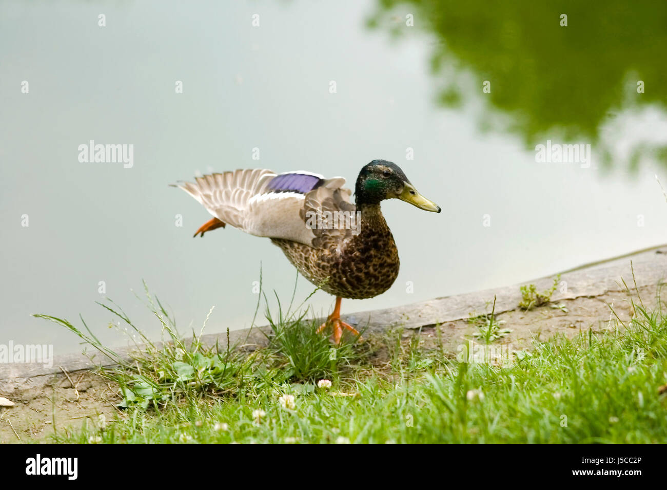 Erpel probt für den sterbenden Schwan Stockfoto