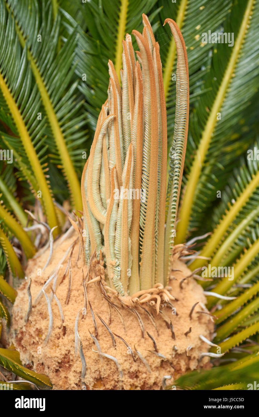 Nahaufnahme eines Cycad oder Sagopalme Herzens mit Baby-Blätter Stockfoto