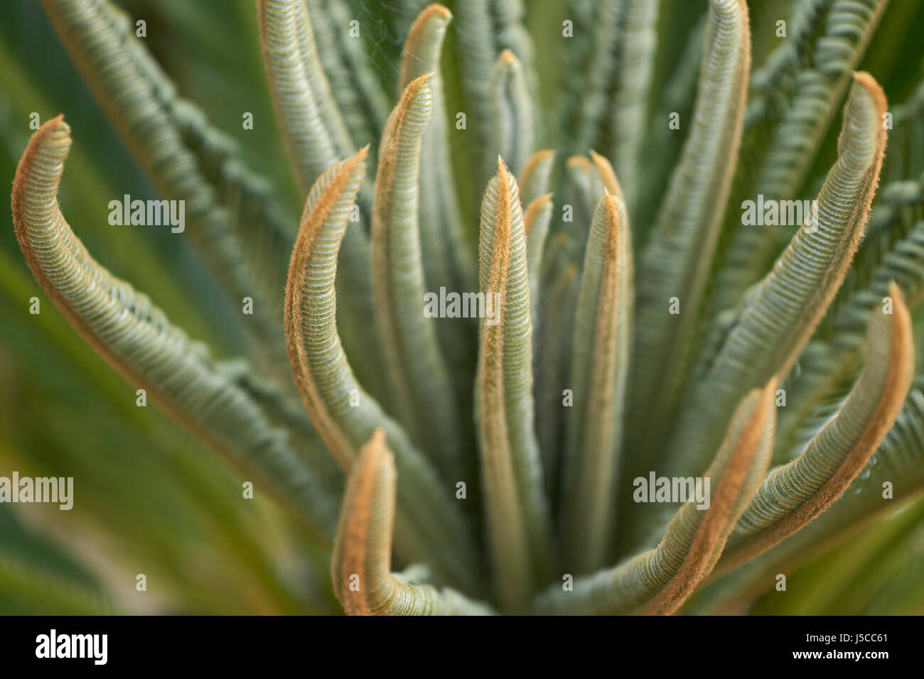 Nahaufnahme der neuen Baby Cycad (Sagopalme) Blätter Stockfoto