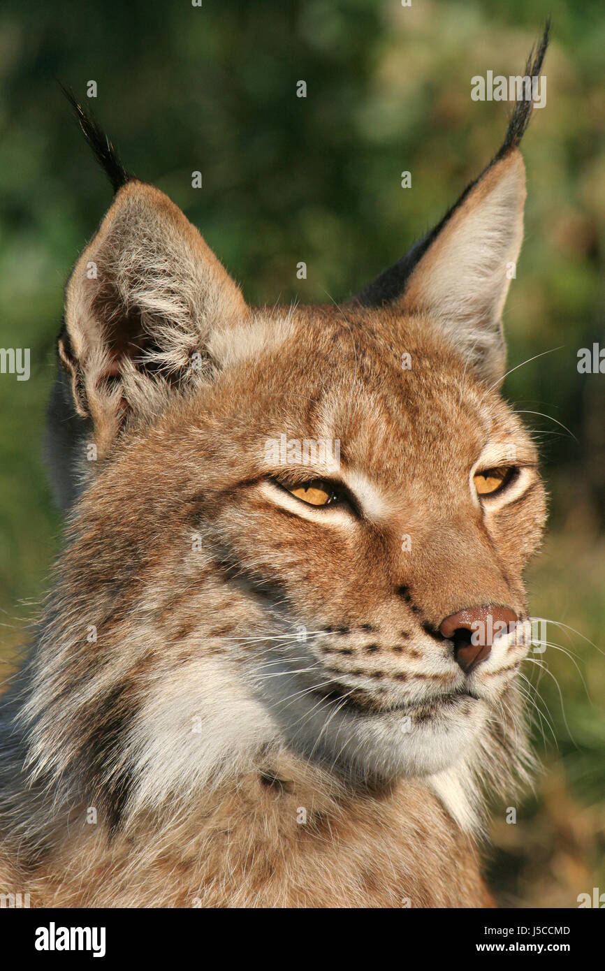 Ein ohren Fotos und Bildmaterial in hoher Auflösung Alamy