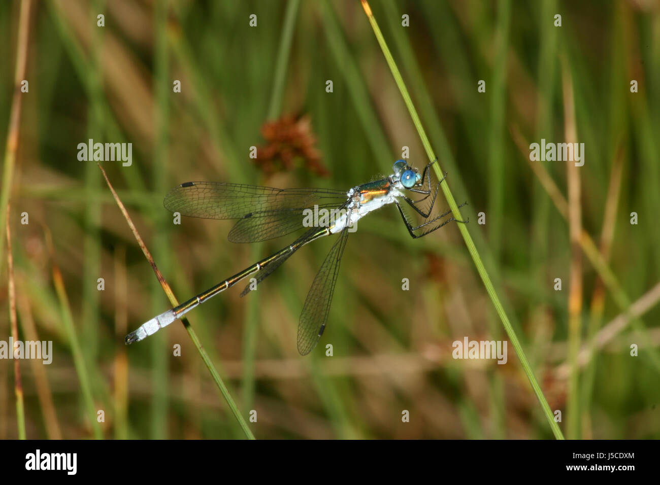 Insekt grün braun bräunlich Brünette Flügel Libelle Binsenjungfer Jungfer blaue Stockfoto