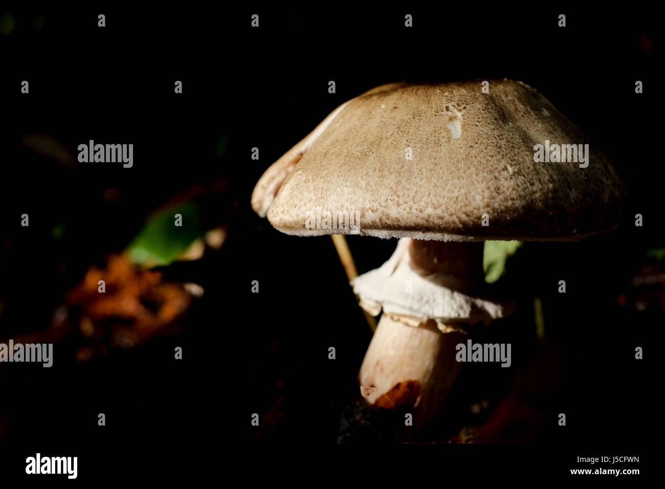 Einige schöne Morgenlicht Filterung durch die Bäume im Botanischen Garten von UBC beleuchtet dieses Pilzes Stockfoto