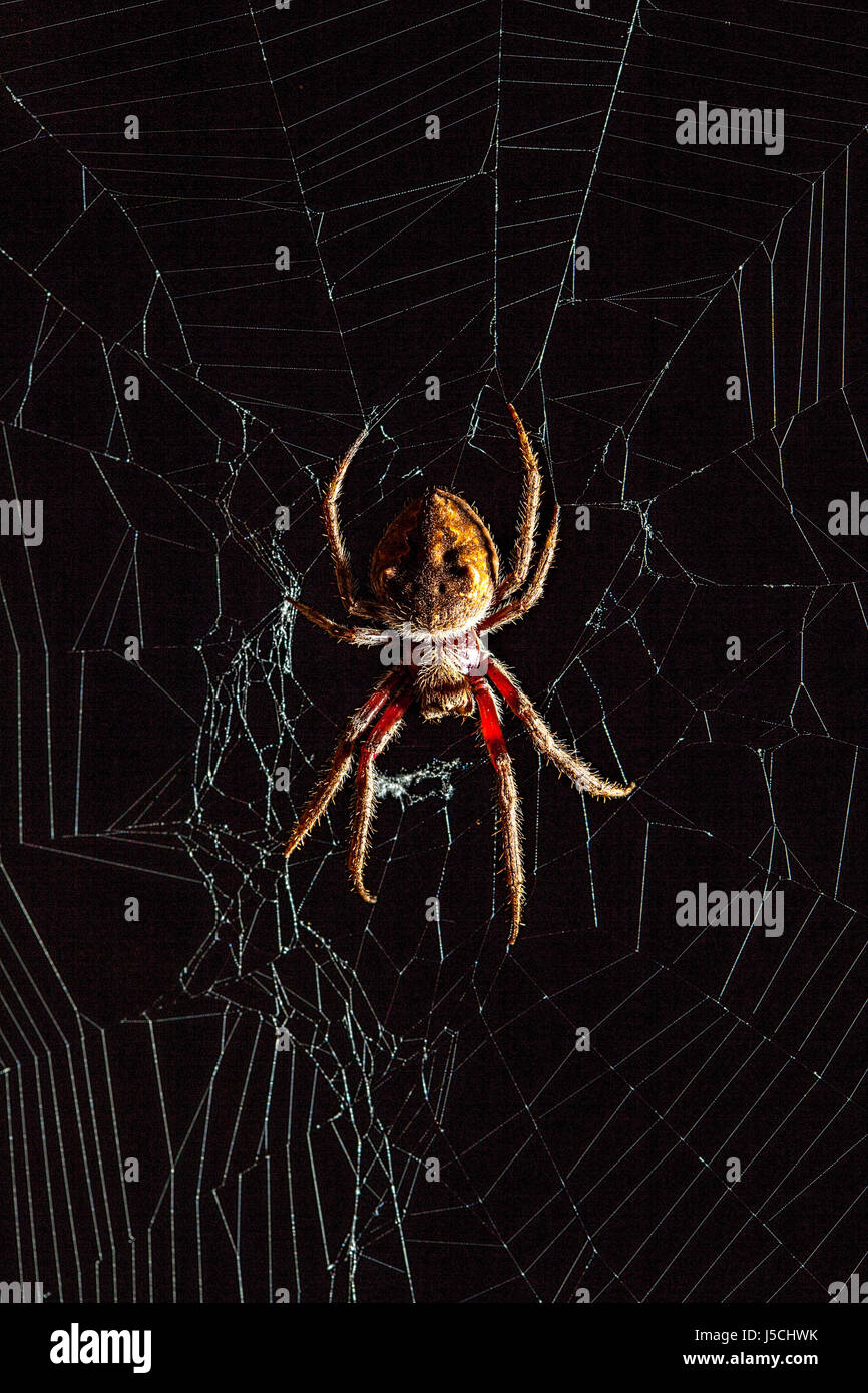 Beängstigend Golden Orb-Weaver Spider in der Mitte Spinnennetz auf schwarzem Hintergrund Stockfoto