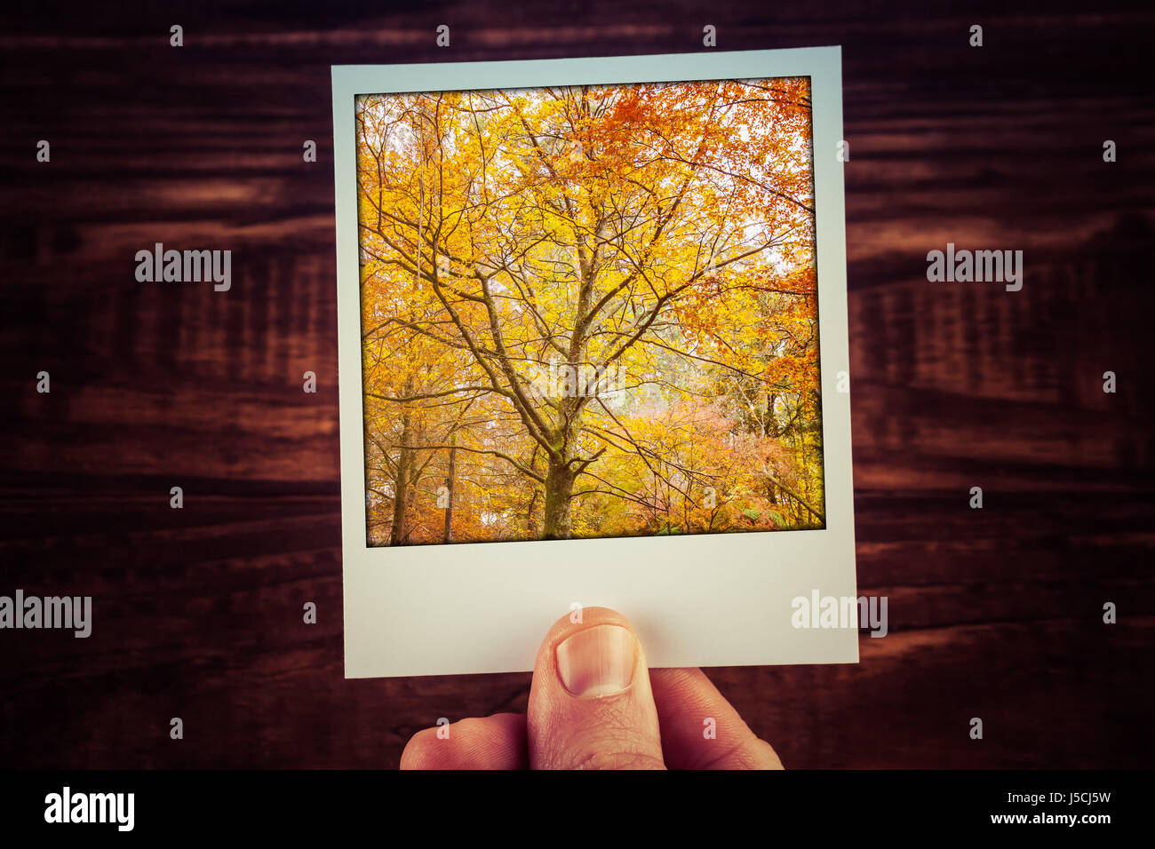 Hand, die Polaroid instant Foto von schönen Baum mit Yello Laub im Herbst. Verlieben Sie sich in Australien. Reise-Erinnerungen an gute alte Zeit mit cop Stockfoto