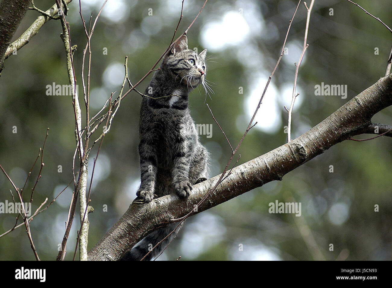 Baum im Obergeschoss Tiere Katze Raubkatze Raubkatze, die Tiger Katzen sehen mit einem Blick zu sehen Stockfoto