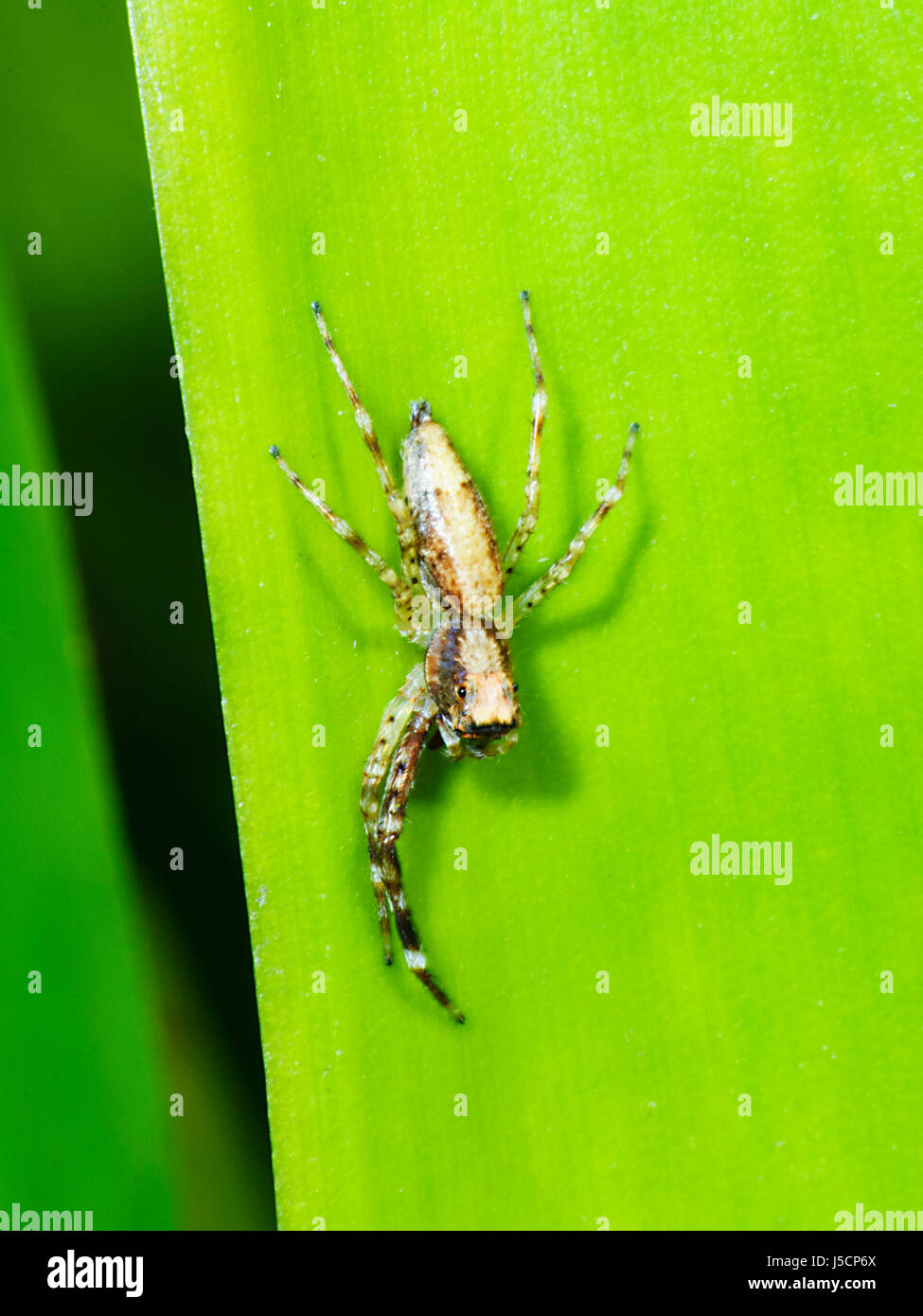 Bedrohlich Jumping Spider (Helpis Minitabunda) mit zwei fehlenden Vorderbeine, New-South.Wales, NSW, Australien Stockfoto