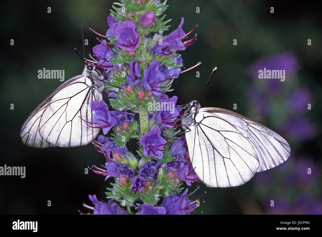 blauer Schmetterling blank europäischen kaukasischen Schmetterlinge weißer Albino sapiently Stockfoto