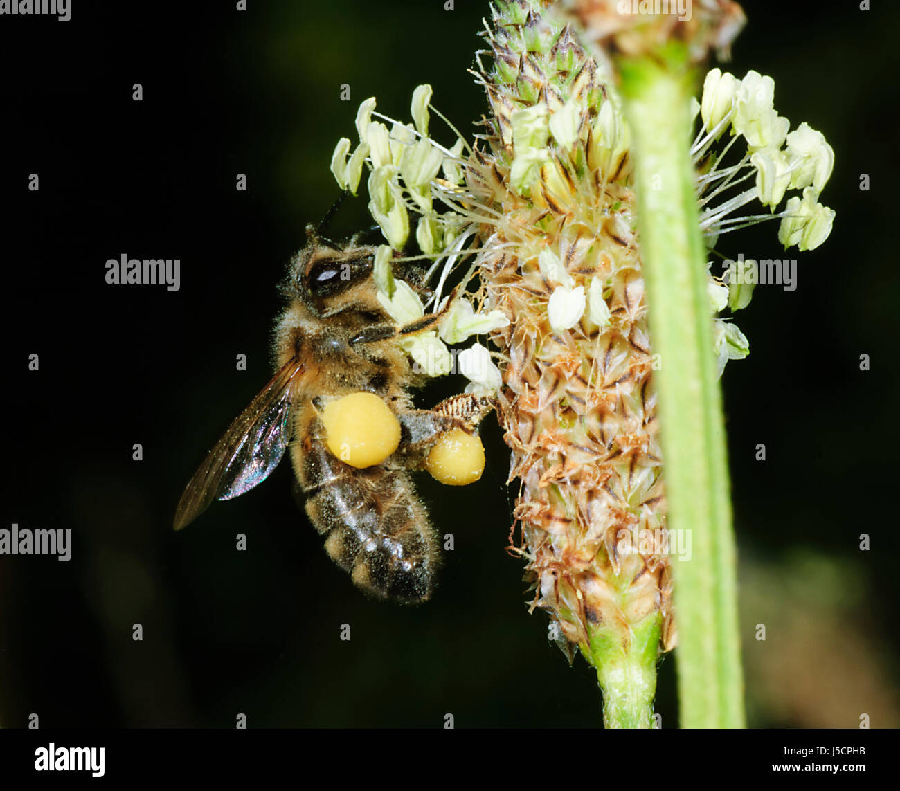 Honigbiene (Apis Mellifera) mit Pollen Sacs, New-South.Wales, NSW, Australien Stockfoto