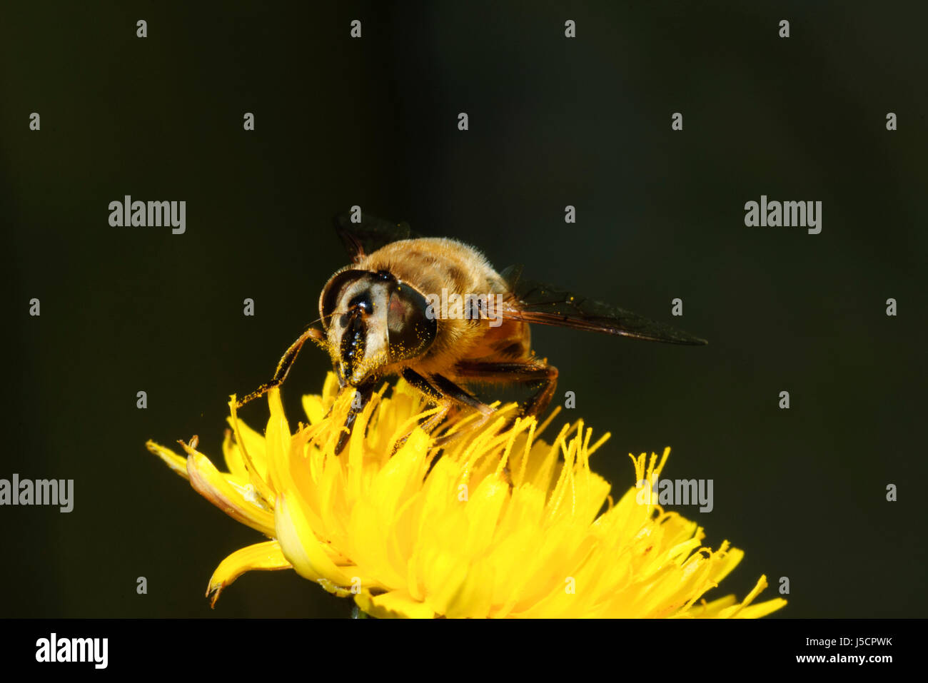 Drohne Fliegen (Eristalis Tenax), eine Biene nachahmen, gesehen ist die Bestäubung Nektar von einer gelben flowerhead, New South Wales, NSW, Australien Stockfoto