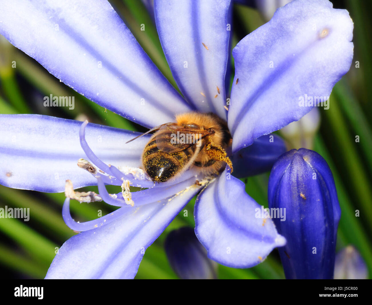 Honigbiene (Apis Mellifera) bestäuben den Nektar einer lila Blume, New-South.Wales, NSW, Australien Stockfoto