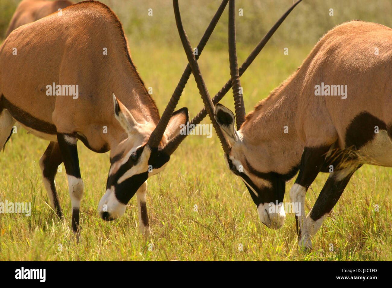 kämpfen, kämpfen einzelne Kampf Afrika Namibia Horn Steppe Kornette Antilopen Hörner Stockfoto