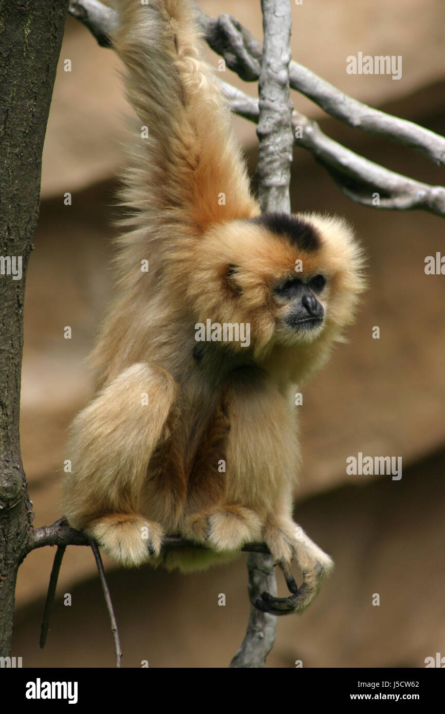 Gibbon Stockfoto