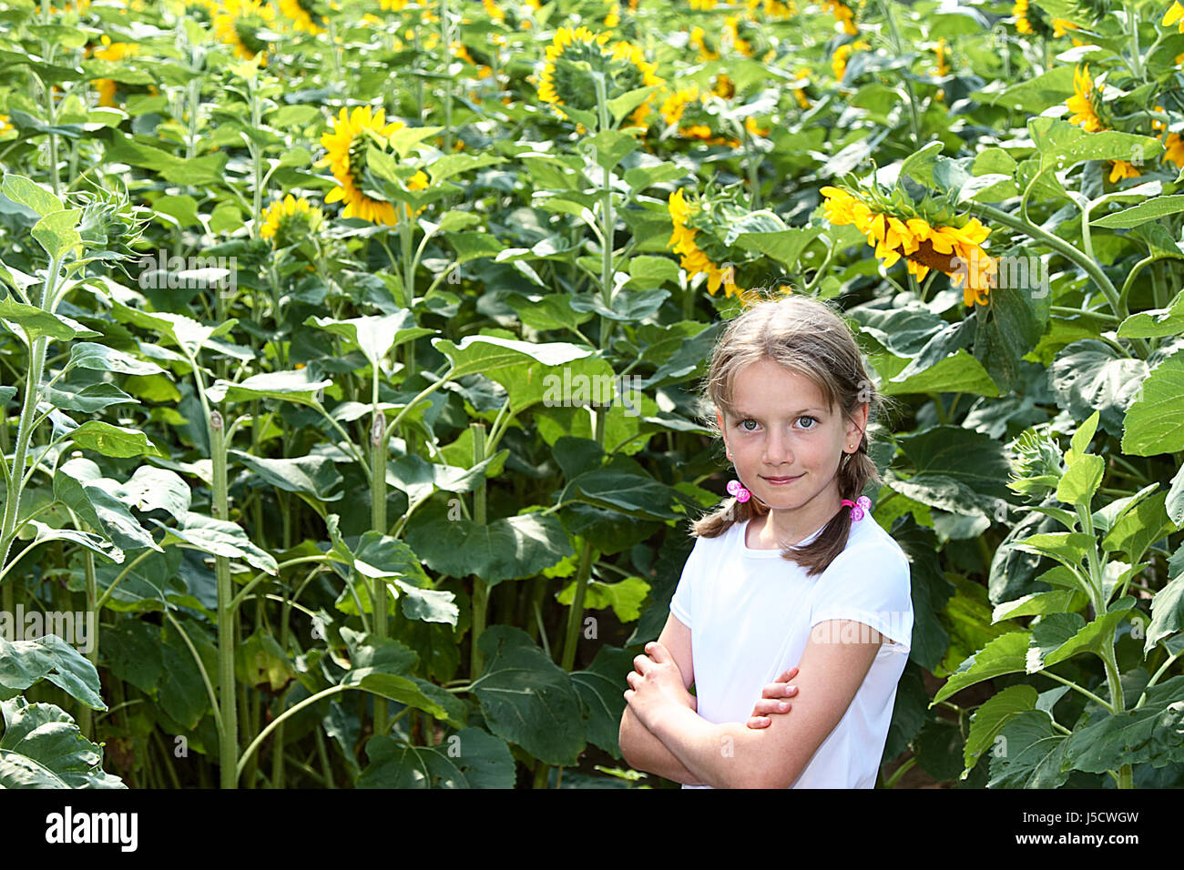 im Sonnenblumenfeld Stockfoto