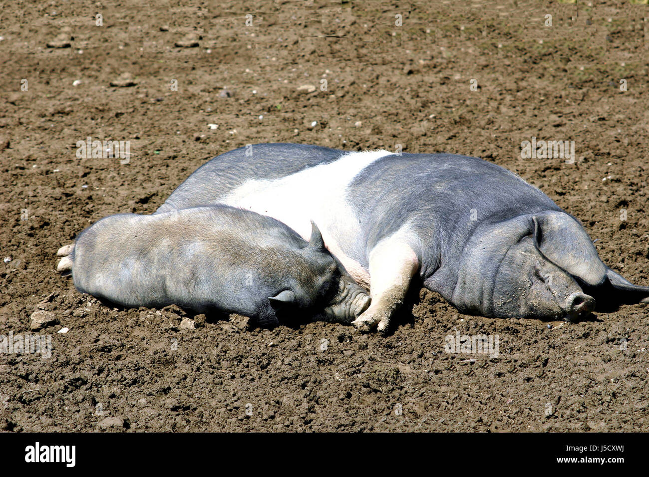 Genießen Sie Lüge Lügen Lügen Schlaf schlafen faulen Schlamm Schweine grunzen Müßiggang Glanz erstrahlt Stockfoto