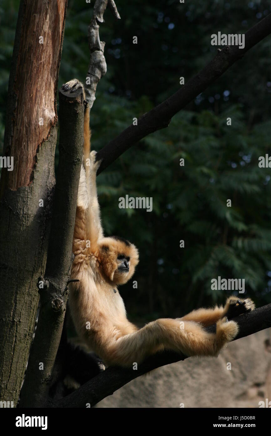 Säugetier Affe hängen Aufstieg Aufstieg Aufstieg Aufstieg bergauf Lauffläche kraxeln gibbon Stockfoto