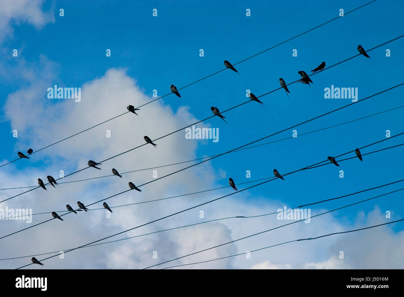 Blauer Vogel Tiere Vögel Azure aktuelle Mast Oberleitung Ort Firmament Himmel ruht Stockfoto