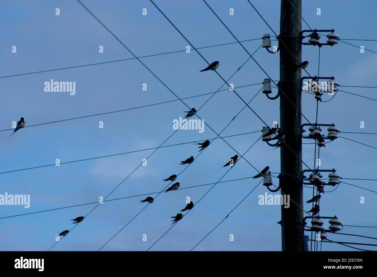 Blauer Vogel Tiere Vögel Azure aktuelle Mast Oberleitung Ort Firmament Himmel ruht Stockfoto