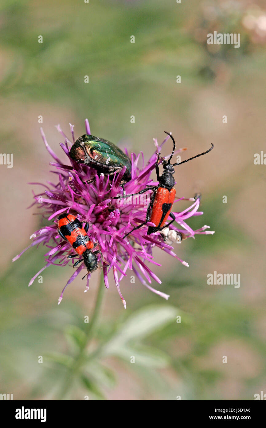 Leptura Cordigera, Longhorn beetle Stockfoto