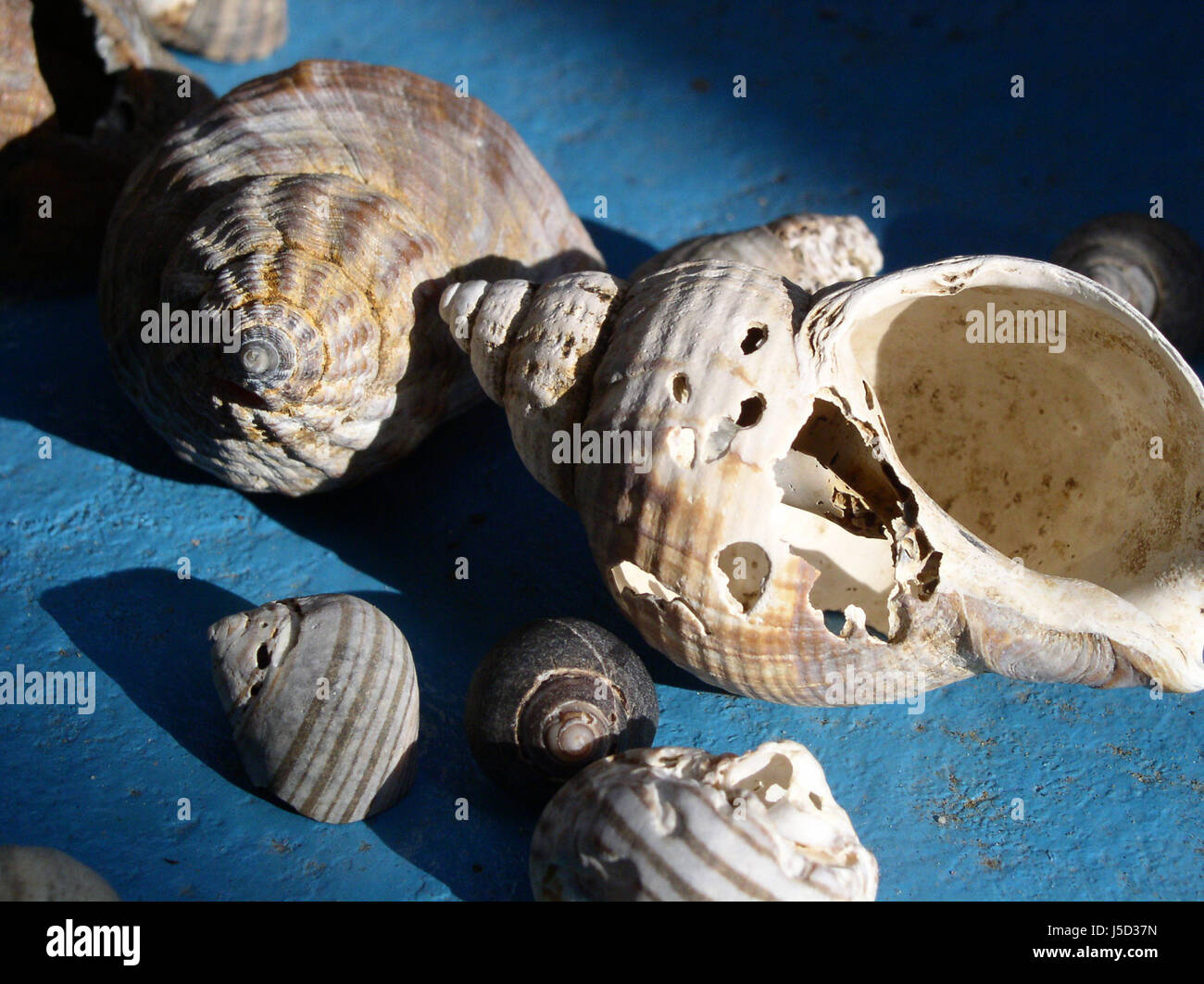 Schnecken Häuser ii Stockfoto