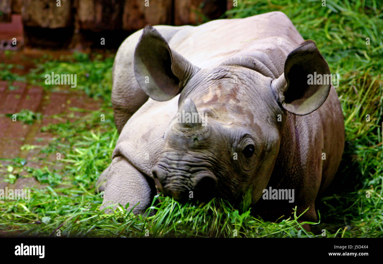 Makro Nahaufnahme Makro Aufnahme hautnah Ansicht Tier seltene Nashorn rhinoceros Stockfoto