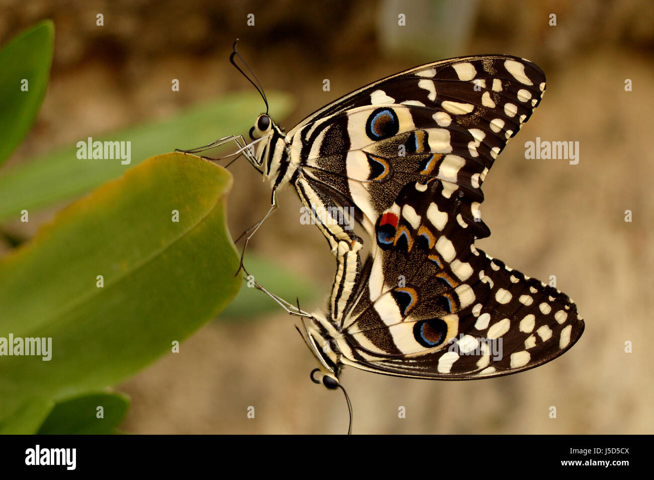 Asien Tiere exotische Schmetterling Schmetterlinge Farbe Paarung Mate Farben Farben Stockfoto