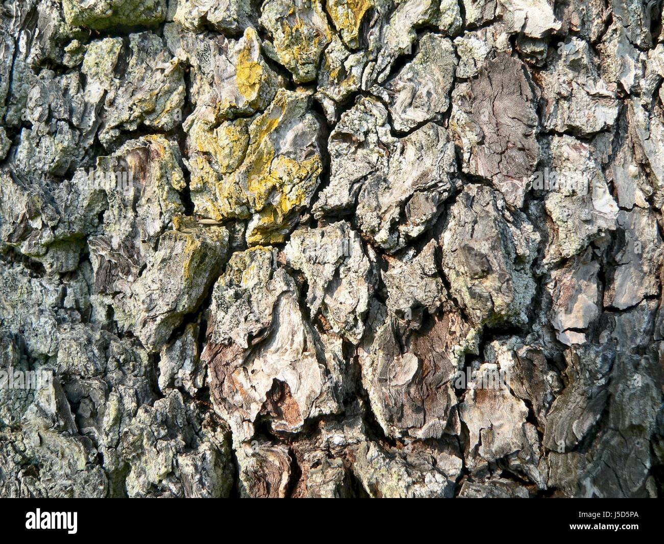 Bark Stockfoto