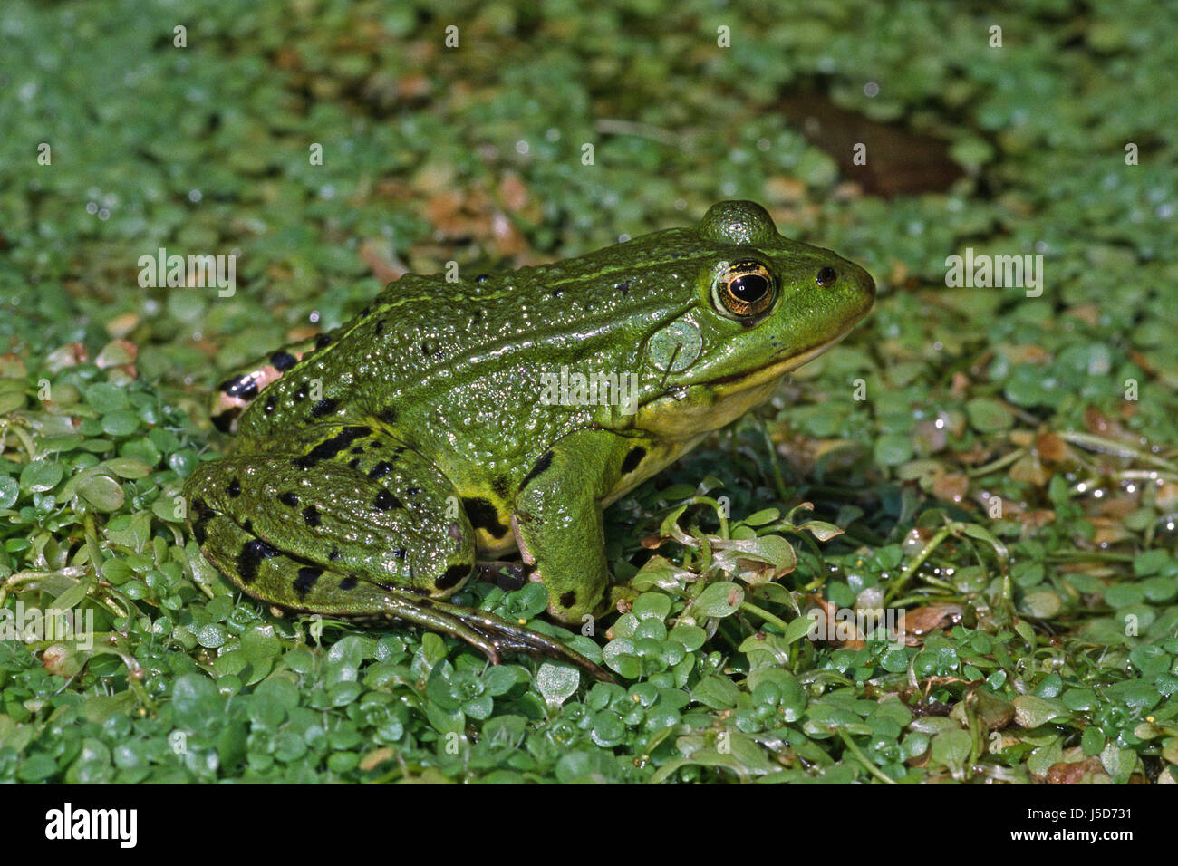Grner frosch Fotos und Bildmaterial in hoher Auflösung Alamy