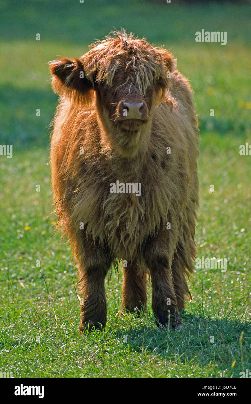 gegen leichte Rinder Rinder Tiere auf dem Bauernhof Tier Tier Kind Traditionsmusik Stockfoto