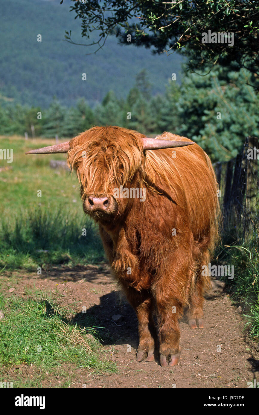 Tiere Horn Tier Porträt Rinder Rinder auf dem Bauernhof Tier Traditionsmusik Stockfoto